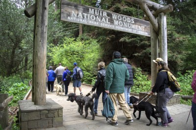 Photo of Testing Audio Description: Muir Woods National Monument, California (2018)